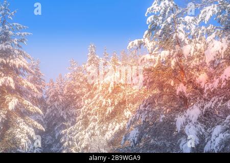 Sfondo di Natale invernale disfocused, maestose spruces bianco neve che risplende dalla luce del sole. Bansko, Bulgaria Foto Stock