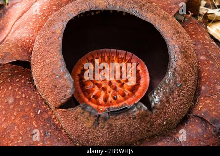 Rafflesia, il fiore più grande del mondo, la Malesia Foto Stock