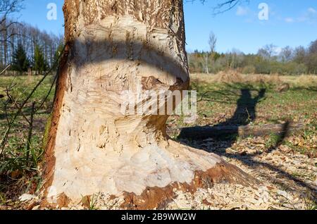 Immagine ravvicinata di un albero di castoro, messa a fuoco selettiva. Foto Stock