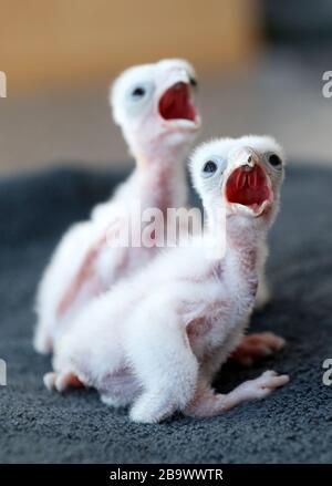 Baby Leggar falcons al Centro Internazionale per gli Uccelli di Prey a Newent. Il centro è attualmente chiuso al pubblico dopo che il primo ministro Boris Johnson ha preso la decisione di mettere il Regno Unito in blocco per contribuire a frenare la diffusione del coronavirus. Foto Stock