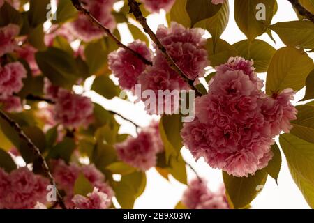 rosa che si sovrappone fiori di ciliegio fiorito in primavera Foto Stock