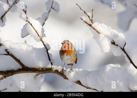 Robin Erithacus rubecula, arroccato su ramo nella neve, Aberdeenshire Foto Stock