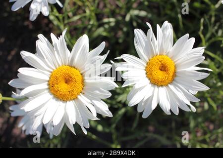 Primo piano di grandi margherite bianche in primavera, estate, e autunno giardino di fiori in una giornata di sole. Fiori bianchi con centri gialli e gambi forti. Foto Stock