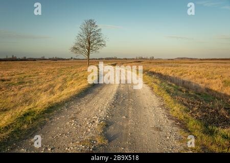 Strada di ghiaia attraverso prati asciutti, albero solitario senza foglie, vista serale Foto Stock