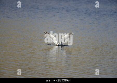 Minore nero-backed gul Scotland Foto Stock