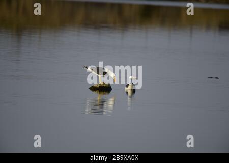 Minore nero-backed gul Scotland Foto Stock