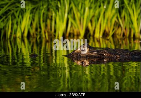 Un caimano (Caiman yacare) che ci guarda nel pantanal - Foto Stock