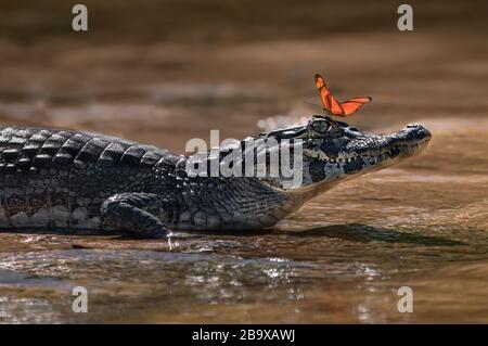 Una farfalla molto bella seduta su una testa caimano mentre si sta rilassando al sole sulla spiaggia nel Pantanal, Foto Stock