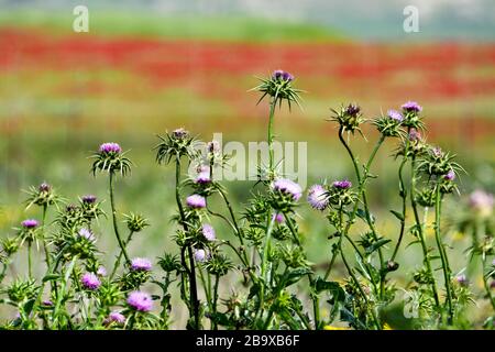 Silybum marianum (Milk Thistle) fotografato nella Jordan Rift Valley, Israele nel mese di marzo Foto Stock