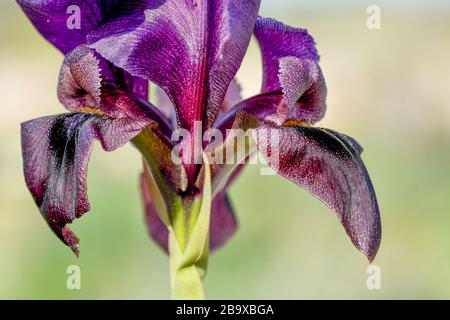 Iris atrofusca (Iris o Iris Gilead) è una specie del genere Iris, appartenente al sottogenere Iris e alla sezione Oncociclus. Lo è Foto Stock