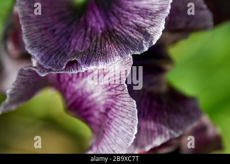 Iris atrofusca (Iris o Iris Gilead) è una specie del genere Iris, appartenente al sottogenere Iris e alla sezione Oncociclus. Lo è Foto Stock