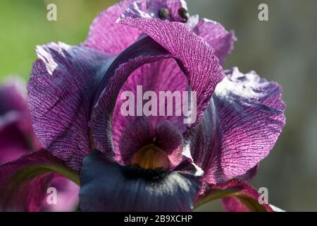 Iris atrofusca (Iris o Iris Gilead) è una specie del genere Iris, appartenente al sottogenere Iris e alla sezione Oncociclus. Lo è Foto Stock