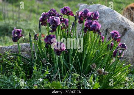 Iris atrofusca (Iris o Iris Gilead) è una specie del genere Iris, appartenente al sottogenere Iris e alla sezione Oncociclus. Lo è Foto Stock