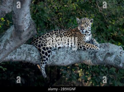 Una bella Jaguar femminile rilassante sull'albero nel Pantanal (Panthera onca) Foto Stock