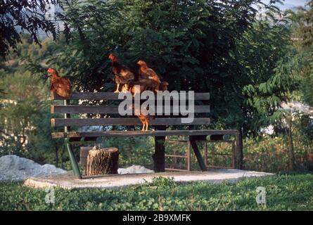 Un gregge di galline brune si radunano su una panchina rurale a bordo strada in Epiro, Grecia Foto Stock