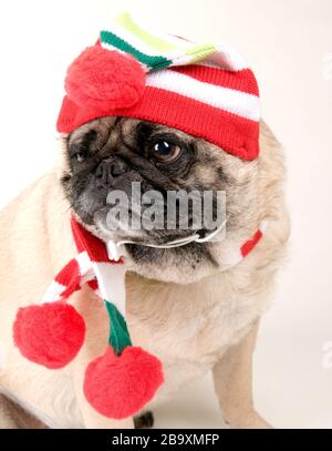 Portait di Pug in vestito di Natale su sfondo bianco Foto Stock