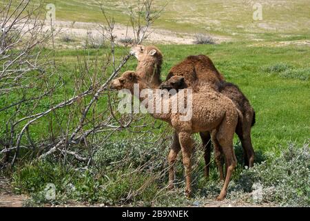 Due giovani cammelli dromedari che si nutrono di un cespuglio fotografarono la valle di Kidron, deserto della Judaea, Palestina in Cisgiordania Israele nel mese di marzo Foto Stock