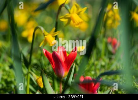 Potsdam, Germania. 25 Marzo 2020. Narcisi e tulipani gialli iniziano a fiorire grazie al sole caldo sulla striscia verde accanto all'Hegelallee. Credito: Soeren Stache/dpa-Zentralbild/dpa/Alamy Live News Foto Stock