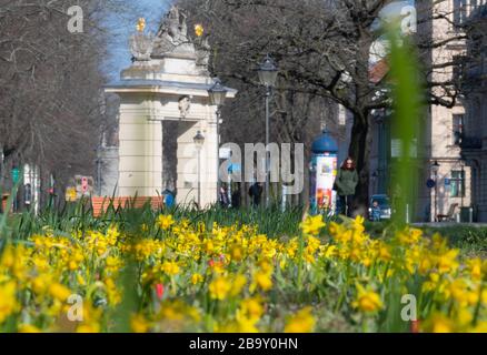 Potsdam, Germania. 25 Marzo 2020. I narcisi gialli e i tulipani sparsi iniziano a fiorire grazie al sole che si riscalda sullo sfondo del Jägertor di Hegelallee. Credito: Soeren Stache/dpa-Zentralbild/dpa/Alamy Live News Foto Stock