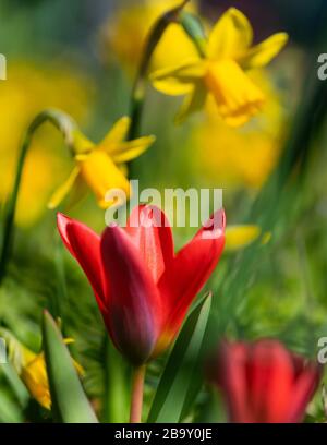 Potsdam, Germania. 25 Marzo 2020. Narcisi e tulipani gialli iniziano a fiorire grazie al sole caldo sulla striscia verde accanto all'Hegelallee. Credito: Soeren Stache/dpa-Zentralbild/dpa/Alamy Live News Foto Stock