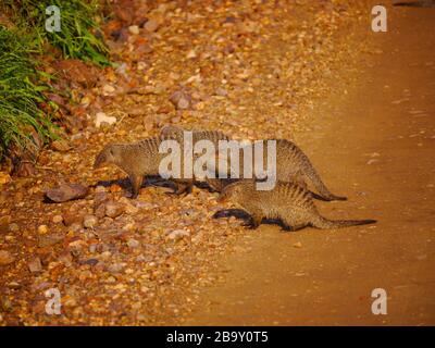 Primo piano di un gruppo di mongosi fasciati (Mungos mungo) che attraversa la strada nel Serengeti Nationalpark Foto Stock