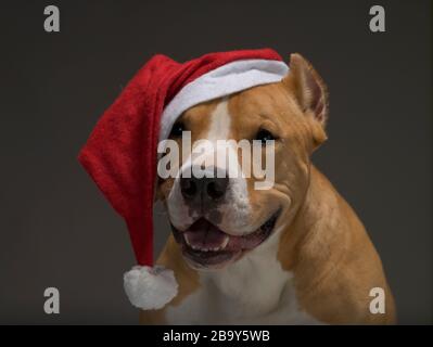 Natale Staffordshire Terrier in Babbo Natale cappello rosso Babbo Natale su sfondo grigio Foto Stock