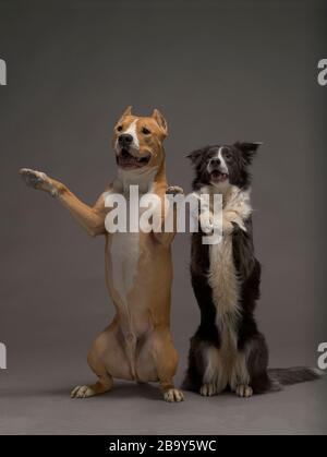 Due cani, amici, una collie di confine, bianco e nero e lo Staffordshire Terrier, rosso e bianco su sfondo grigio, luce studio Foto Stock