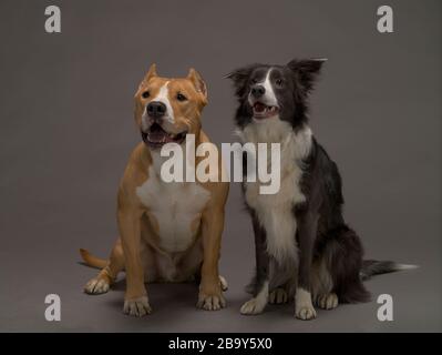 Due cani, amici, una collie di confine, bianco e nero e lo Staffordshire Terrier, rosso e bianco su sfondo grigio, luce studio Foto Stock