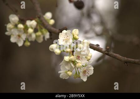 Bradford fiore di pera Foto Stock