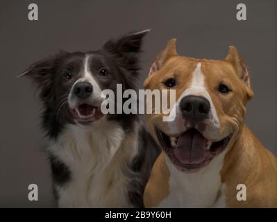 Due cani, amici, una collie di confine, bianco e nero e lo Staffordshire Terrier, rosso e bianco su sfondo grigio, luce studio Foto Stock