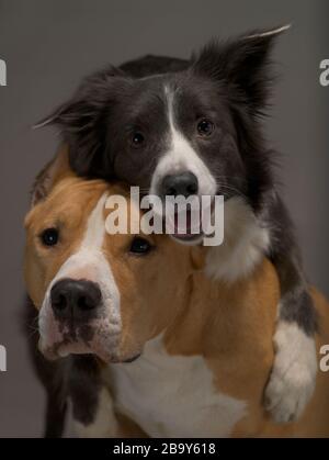 Due cani, amici, una collie di confine, bianco e nero e lo Staffordshire Terrier, rosso e bianco su sfondo grigio, luce studio Foto Stock