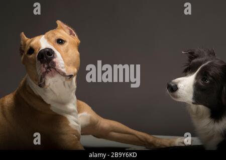 Due cani, amici, una collie di confine, bianco e nero e lo Staffordshire Terrier, rosso e bianco su sfondo grigio, luce studio Foto Stock