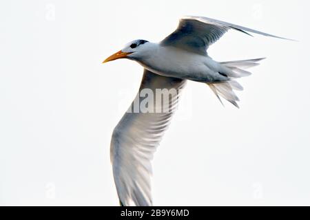 Tern crestato dell'Africa occidentale (Thalasseus albidorsalis), adulto in volo, Tanji, Gambia. Foto Stock