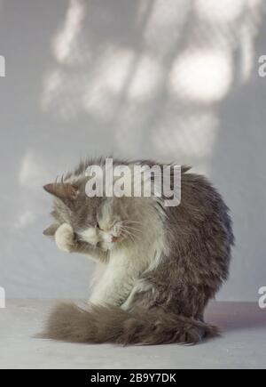 Gatto adulto grigio vergognato. Gatto carino leccarle il corpo. Gatto con zampa sopra il suo occhio. Gatto faccia nascosta con zampa Foto Stock