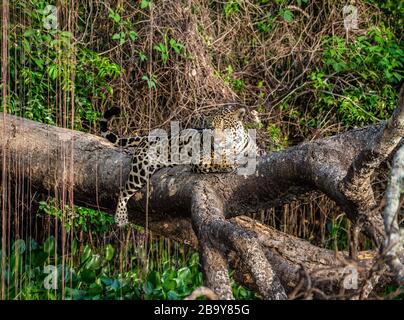 Jaguar si trova su un albero pittoresco nel mezzo della giungla. Sud America. Brasile. Parco Nazionale Pantanal. Foto Stock