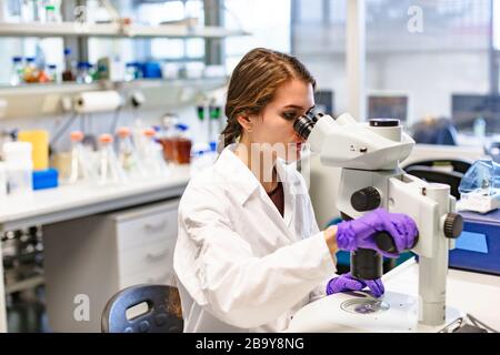 Lo scienziato conduce lo studio del materiale biologico in laboratorio Foto Stock