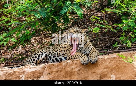 Jaguar si trova a terra tra la giungla e gli albori. Primo piano. Sud America. Brasile. Parco Nazionale Pantanal. Foto Stock