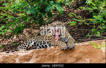 Jaguar si trova a terra tra la giungla e gli albori. Primo piano. Sud America. Brasile. Parco Nazionale Pantanal. Foto Stock