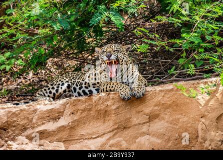 Jaguar si trova a terra tra la giungla e gli albori. Primo piano. Sud America. Brasile. Parco Nazionale Pantanal. Foto Stock