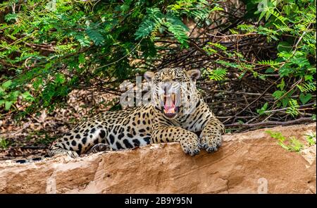 Jaguar si trova a terra tra la giungla e gli albori. Primo piano. Sud America. Brasile. Parco Nazionale Pantanal. Foto Stock