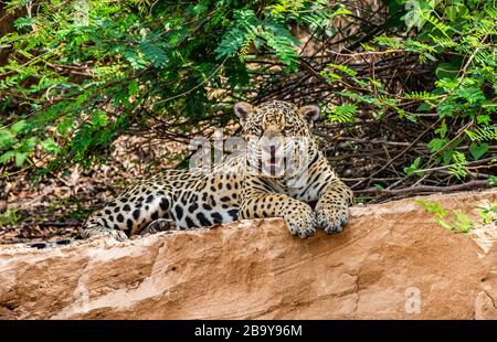 Jaguar si trova a terra tra la giungla e gli albori. Primo piano. Sud America. Brasile. Parco Nazionale Pantanal. Foto Stock