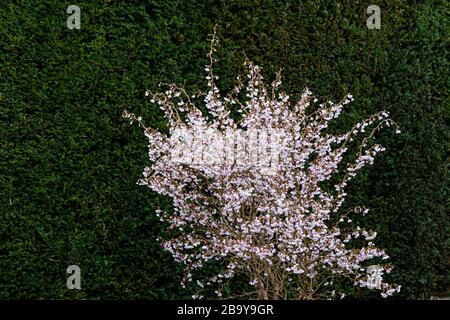 Una ciliegia 'Kojo-no-mai' (Prunus incisa 'Kojo-no-mai') Foto Stock