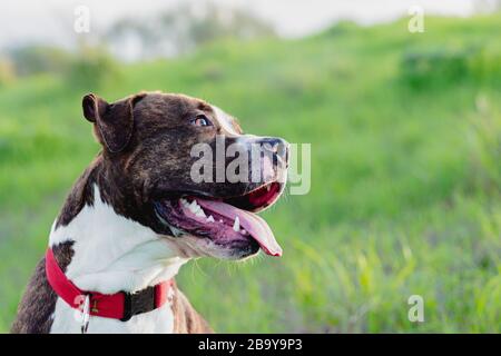 Happy american Stanford o Staffordshire sul campo con spazio copia per il testo Foto Stock