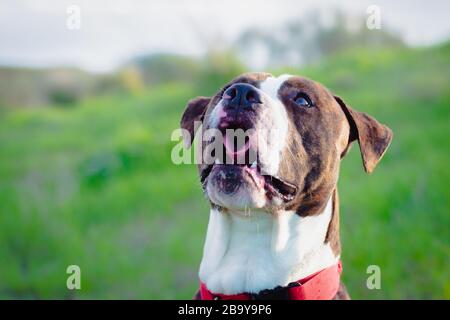 American Stanford o Staffordshire sul campo con spazio di copia per il testo Foto Stock