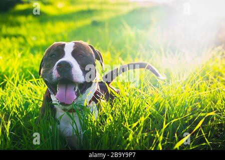 Happy american Stanford o Staffordshire sul campo con spazio copia per il testo Foto Stock