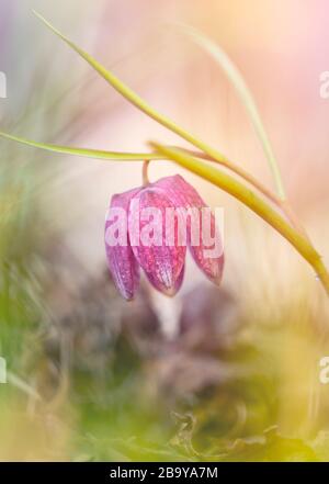 Primo piano su un fiore di scacchi selvaggio in via di estinzione (Fritillaria meleagris) o frittillario della testa del serpente. Foto Stock