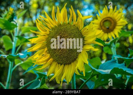 Un unico grande girasole giallo in fiore in primo piano con molte altre api sullo sfondo in un campo agricolo in una giornata di sole a fine estate Foto Stock