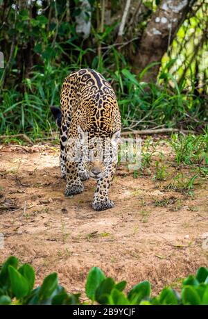 Jaguar tra la giungla. Primo piano. Sud America. Brasile. Parco Nazionale Pantanal. Foto Stock