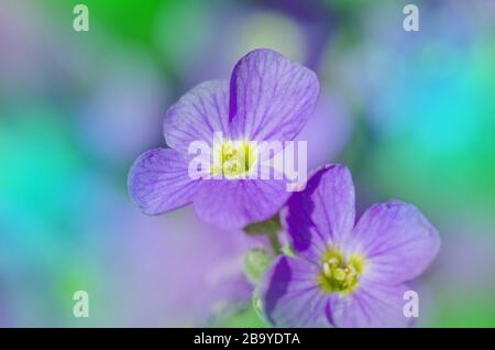 Fiori di Aubretia o Aubrieta Deltoidea. Fiori primaverili viola nel giardino Foto Stock