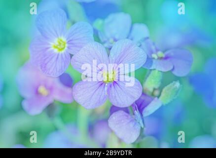 Fiori di Aubretia o Aubrieta Deltoidea. Fiori primaverili viola nel giardino Foto Stock